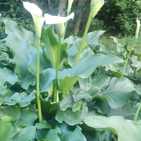 La Quercia E Il Castagno Country & Relax Viterbo