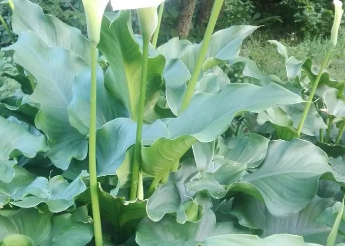 La Quercia E Il Castagno Country & Relax Βιτέρμπο